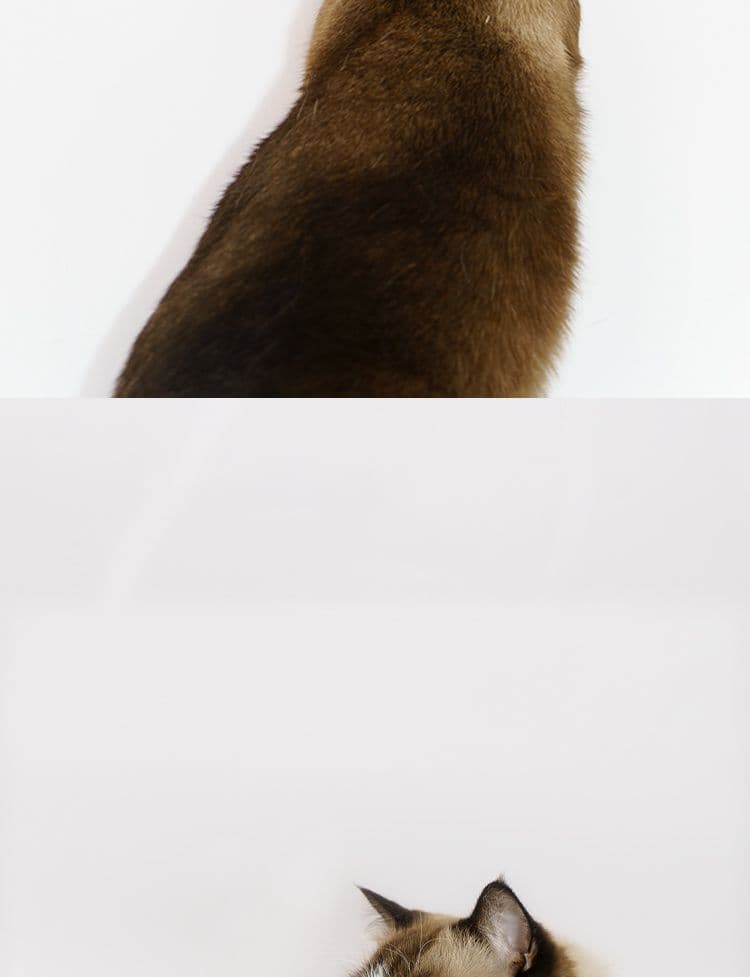 SnugHugs SnugHugs | Plush Scarf Collar 18