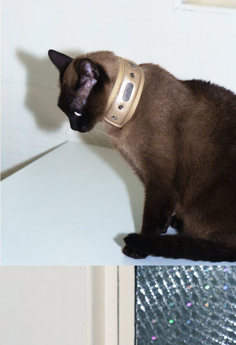 SnugHugs SnugHugs|Candlelight Gold Collar 7