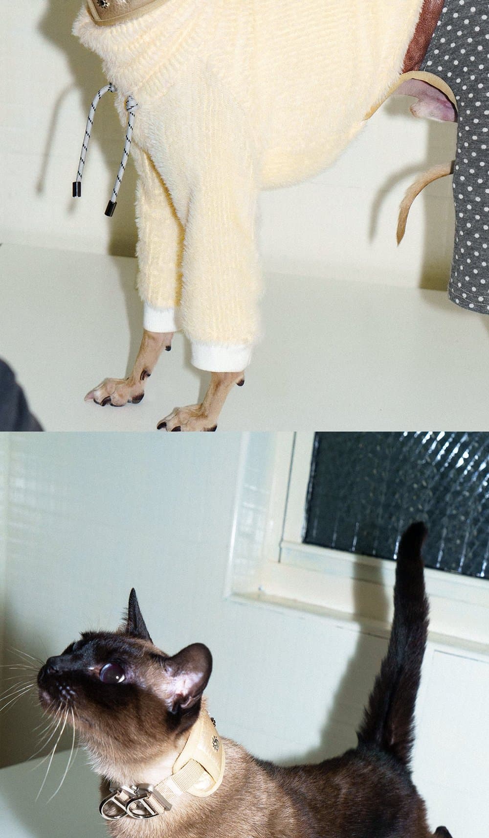 SnugHugs SnugHugs|Candlelight Gold Collar 10