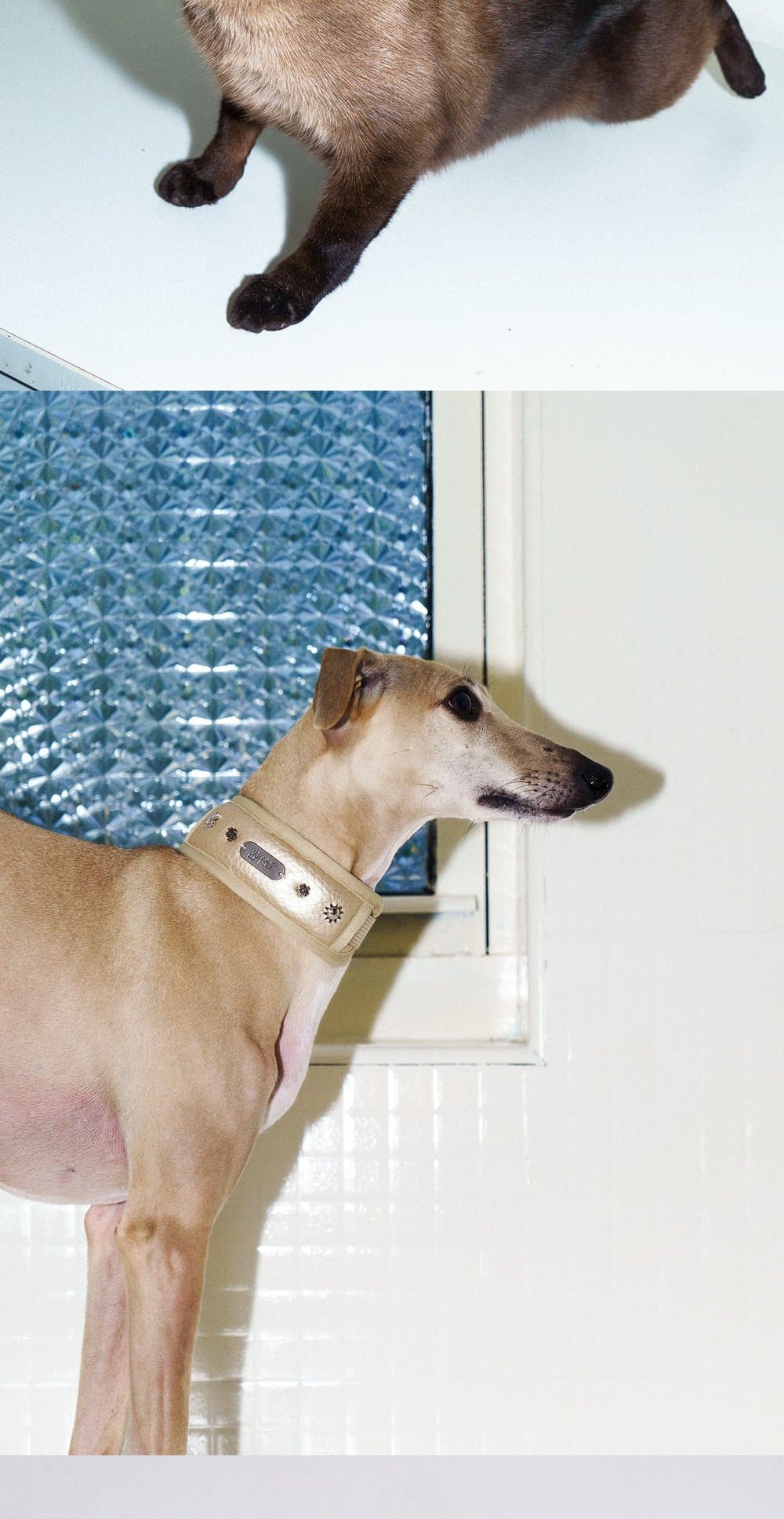 SnugHugs SnugHugs|Candlelight Gold Collar 11