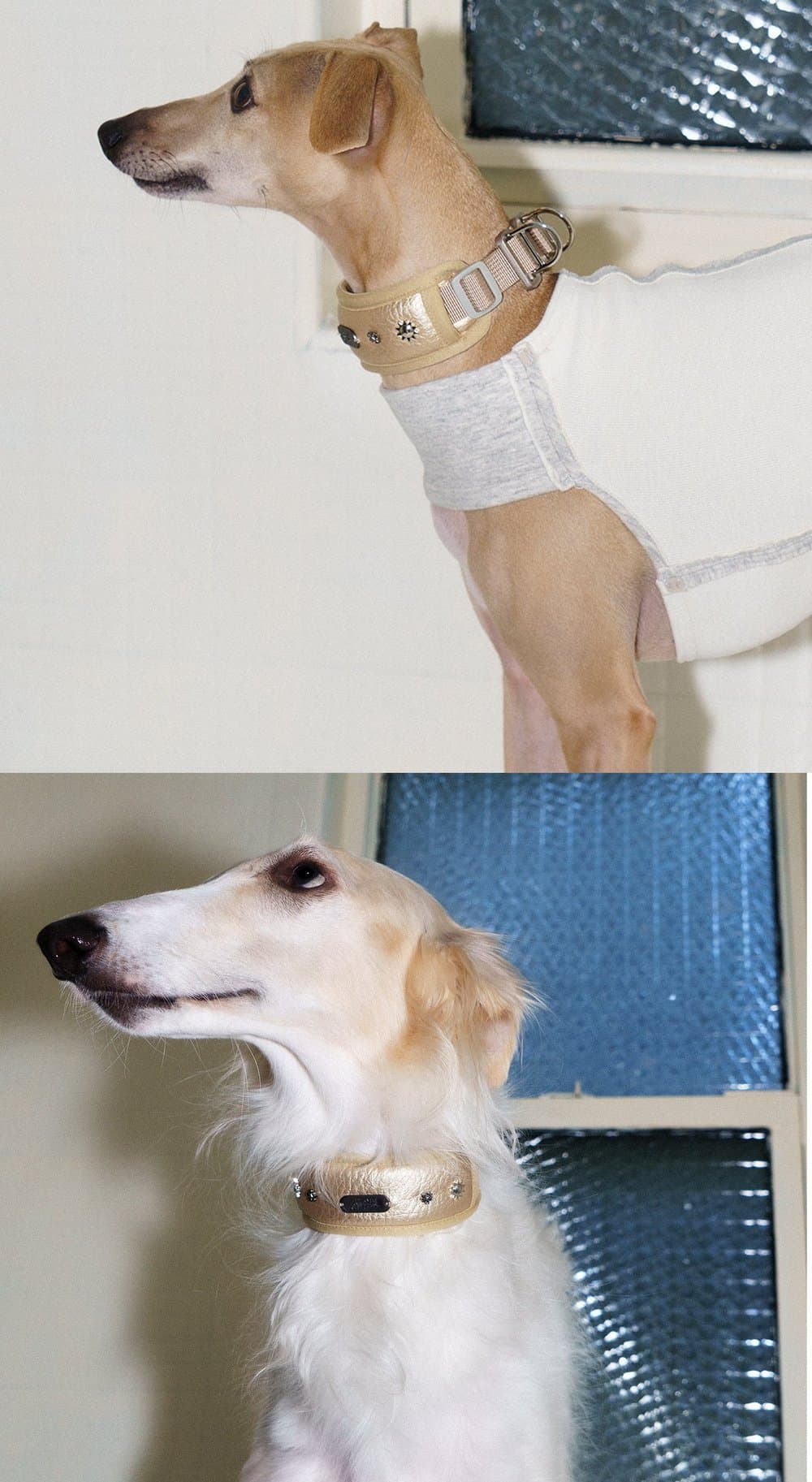 SnugHugs SnugHugs|Candlelight Gold Collar 8