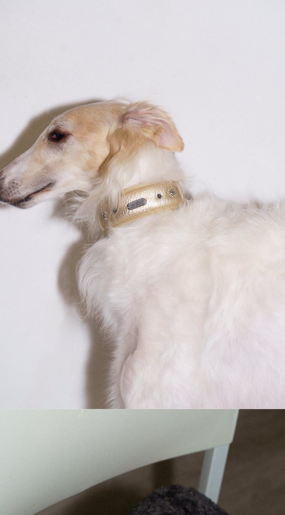 SnugHugs SnugHugs|Candlelight Gold Collar 12