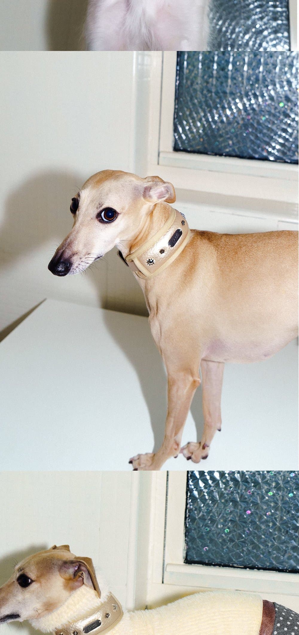 SnugHugs SnugHugs|Candlelight Gold Collar 9