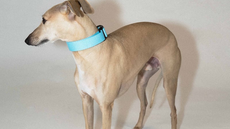 犬用首輪の選び方ガイドのカバー画像